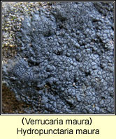 Verrucaria maura