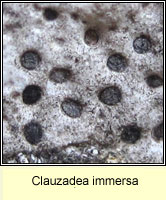 Clauzadea immersa