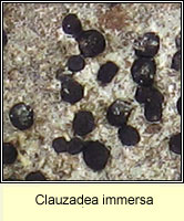 Clauzadea immersa