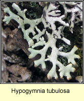 Hypogymnia tubulosa