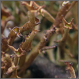 Cladonia crispata