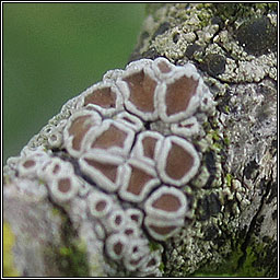 Lecanora pulicaris