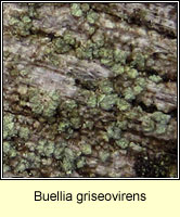 Buellia griseovirens