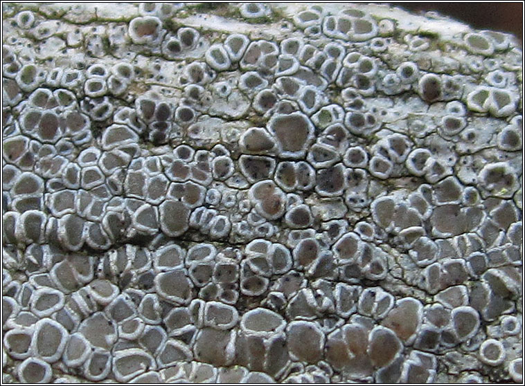 Vouauxiella lichenicola