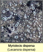 Lecanora dispersa