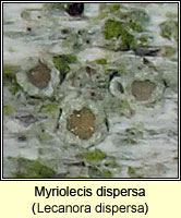 Myriolecis dispersa (Lecanora dispersa)