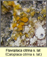 Caloplaca citrina sens lat