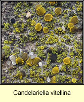 Candelariella vitellina