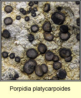 Porpidia platycarpoides