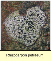 Rhizocarpon petraeum