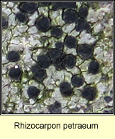 Rhizocarpon petraeum