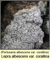 Pertusaria albescens var corallina