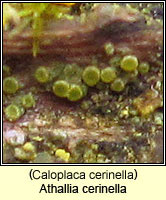 Caloplaca cerinella