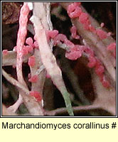 Marchandiomyces corallinus