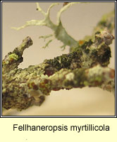 Fellhaneropsis myrtillicola