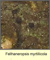 Fellhaneropsis myrtillicola