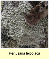 Pertusaria leioplaca