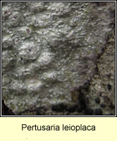 Pertusaria leioplaca