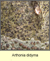 Arthonia didyma