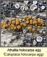 Athallia holocarpa agg (Caloplaca holocarpa agg)