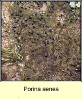 Porina aenea