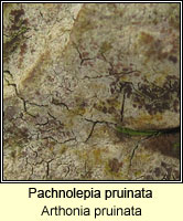 Pachnolepia pruinata (Arthonia pruinata)