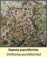 Naevia punctiformis (Arthonia punctiformis)