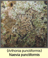 Naevia punctiformis (Arthonia punctiformis)