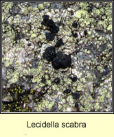 Lecidella scabra