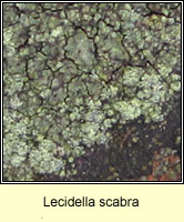 Lecidella scabra