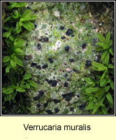 Verrucaria muralis