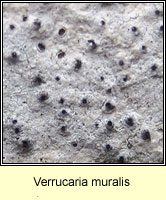 Verrucaria muralis