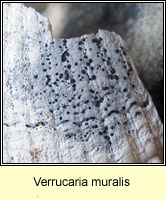 Verrucaria muralis