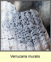 Verrucaria muralis