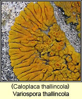 Caloplaca thallincola