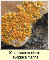 Flavoplaca marina (Caloplaca marina)