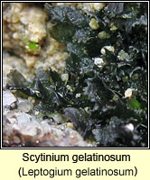 Leptogium gelatinosum