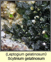 Leptogium gelatinosum