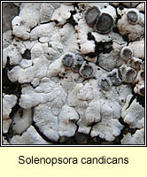 Solenopsora candicans