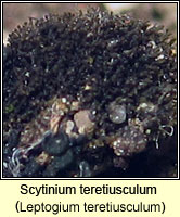 Leptogium teretiusculum