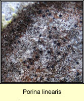 Porina linearis