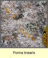 Porina linearis