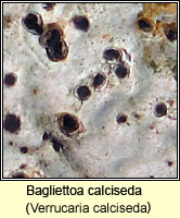 Bagliettoa calciseda