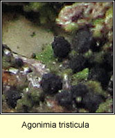 Agonimia tristicula