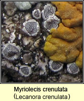 Lecanora crenulata