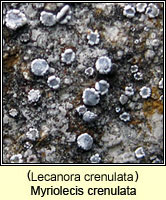 Lecanora crenulata