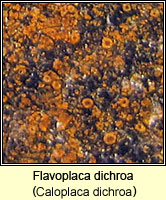 Flavoplaca dichroa (Caloplaca dichroa)