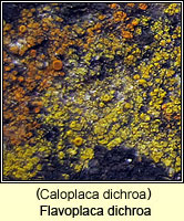 Flavoplaca dichroa (Caloplaca dichroa)