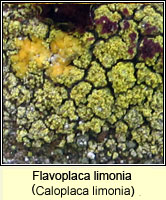 Flavoplaca limonia (Caloplaca limonia)