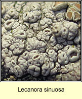 Lecanora sinuosa